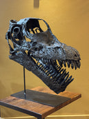 Brachiosaurus Skull - Display Replica on Stand