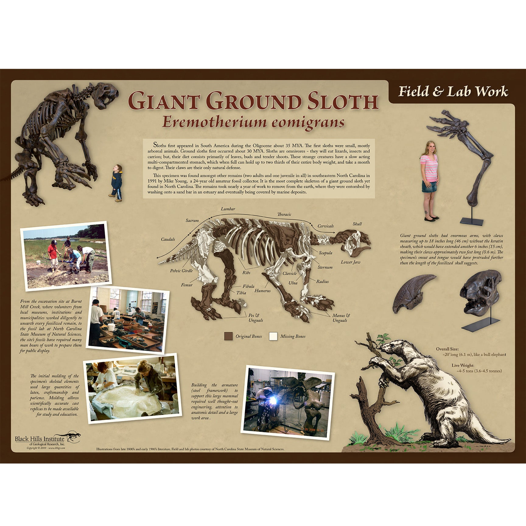 Eremotherium eomigrans Giant Ground Sloth - Field & Lab Poster