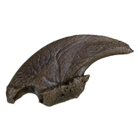 Eremotherium eomigrans VERNE Giant Ground Sloth Claw - Display Replica