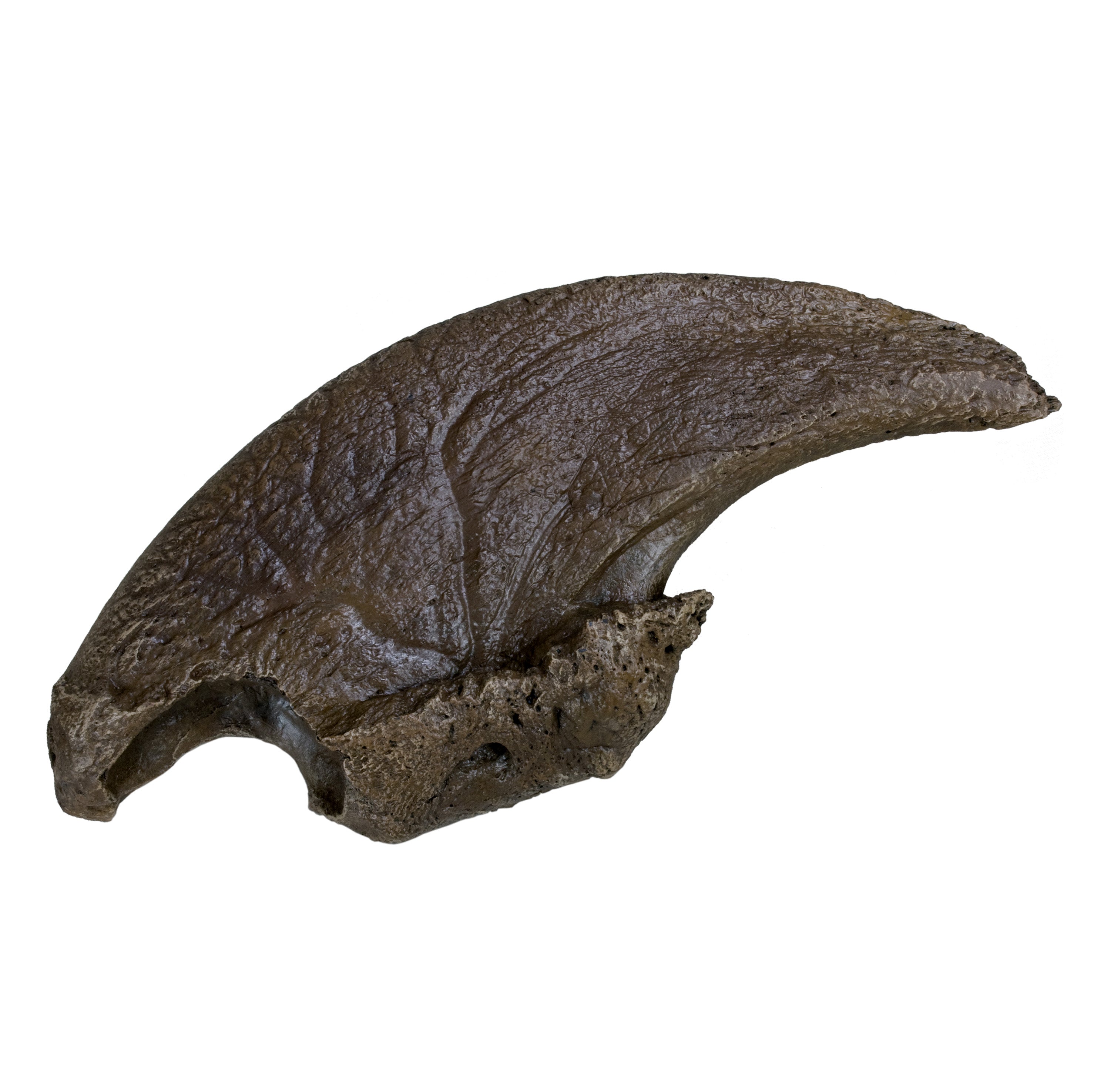 Eremotherium eomigrans VERNE Giant Ground Sloth Claw - Display Replica