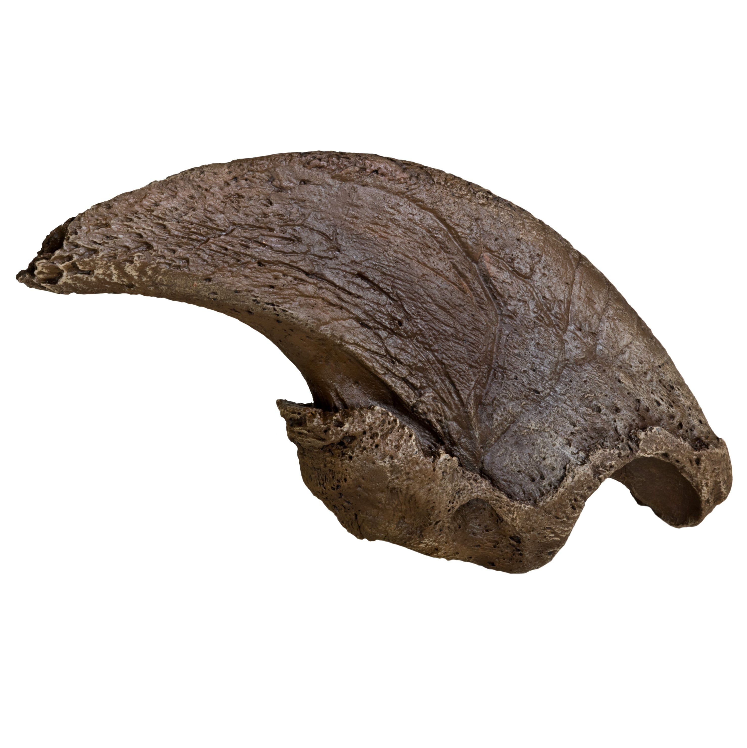 Eremotherium eomigrans VERNE Giant Ground Sloth Claw - Display Replica