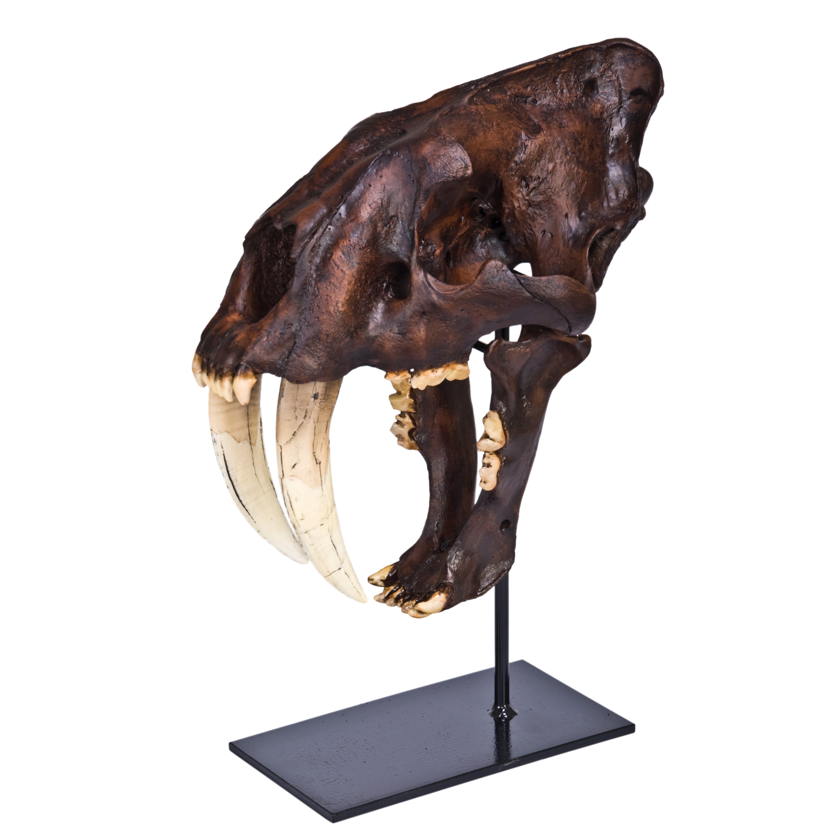 Smilodon sp. Skull - Display Replica