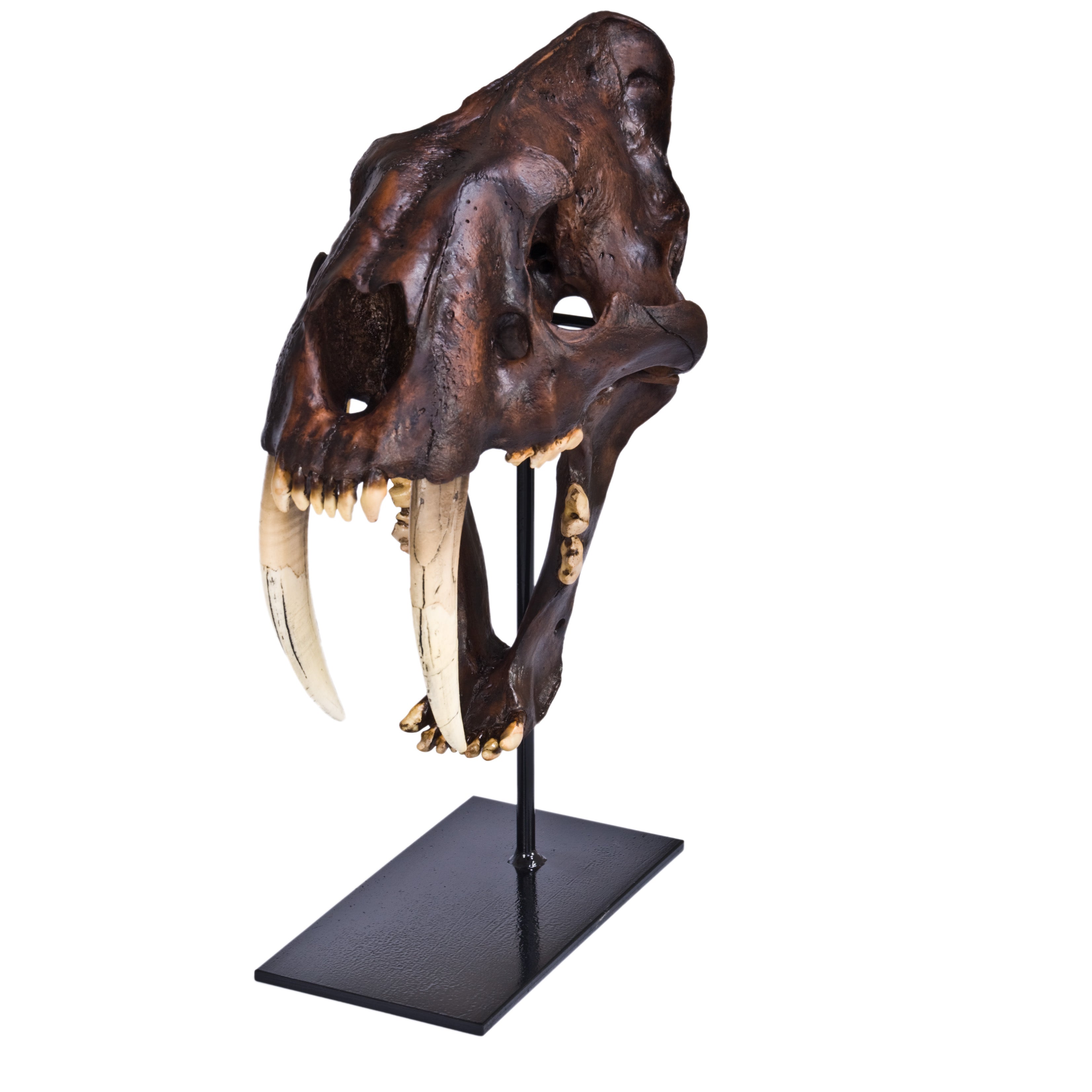 Smilodon sp. Skull - Display Replica