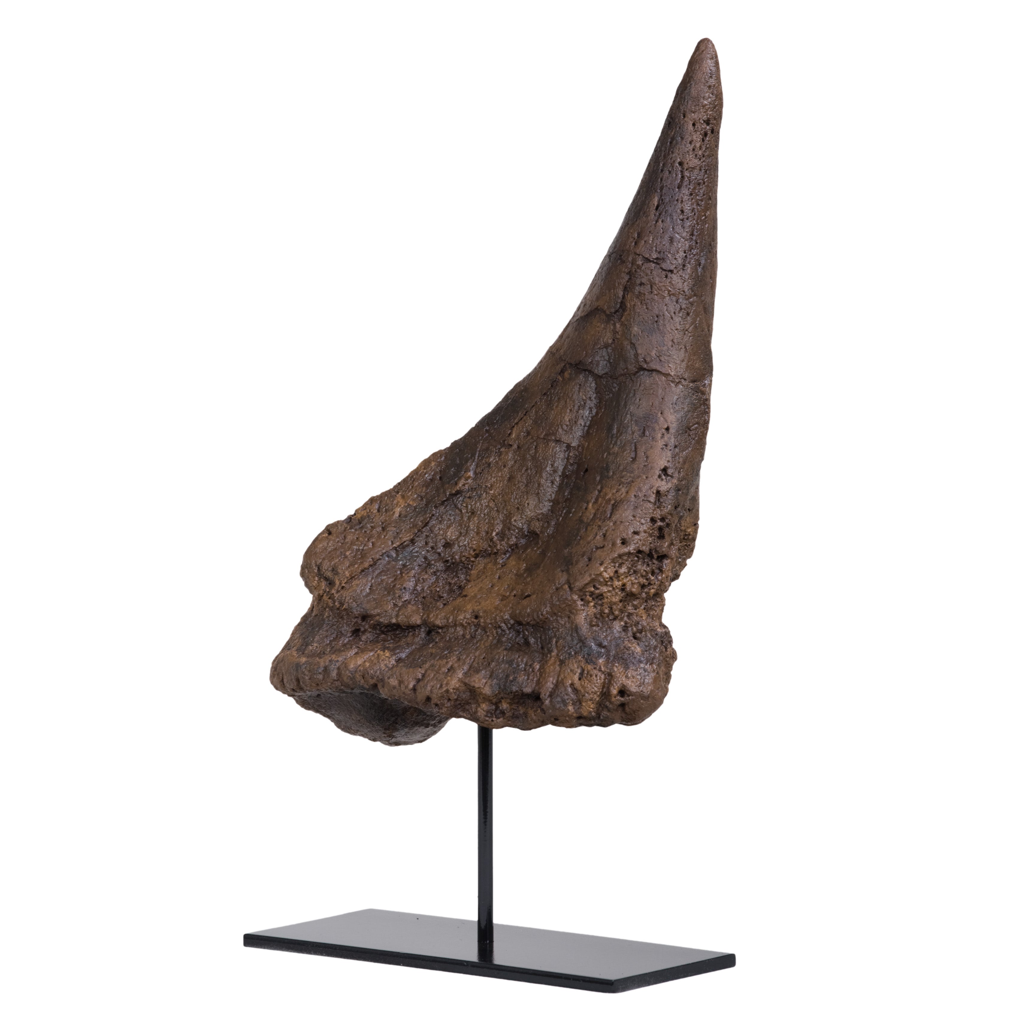 Ankylosaurus cf. magniventris Shoulder Spike - Display Replica On Base