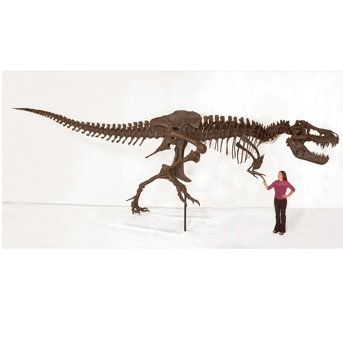 STAN Tyrannosaurus rex®  Catalog Photo