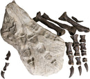 STAN Tyrannosaurus rex®  Left Foot 3-D 'Puzzle' - Display Replica