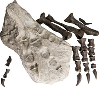 STAN Tyrannosaurus rex®  Left Foot 3-D 'Puzzle' - Display Replica