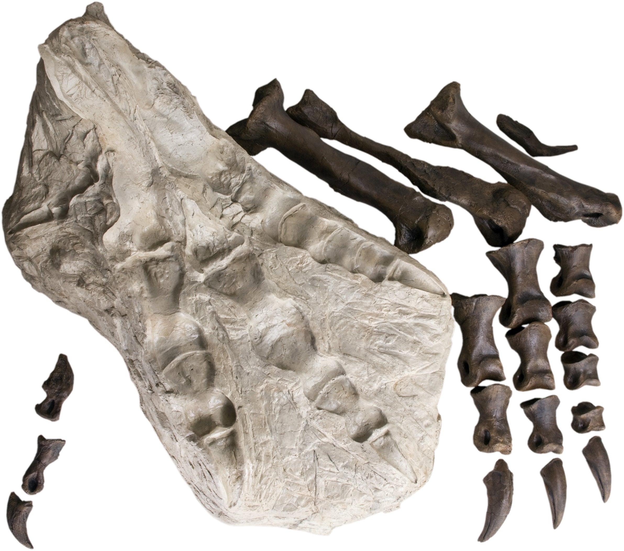STAN Tyrannosaurus rex®  Left Foot 3-D 'Puzzle' - Display Replica