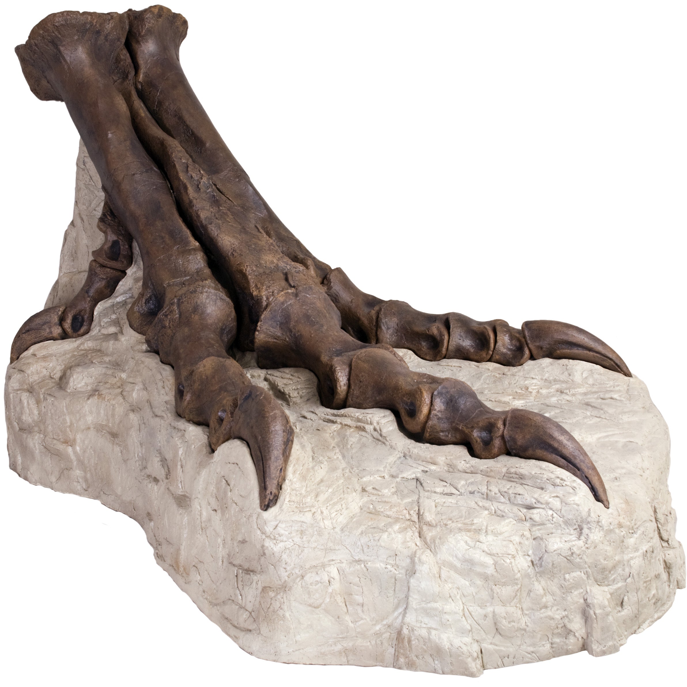 STAN Tyrannosaurus rex®  Left Foot 3-D 'Puzzle' - Display Replica