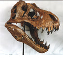 STAN Tyrannosaurus rex® Skull - Display Replica