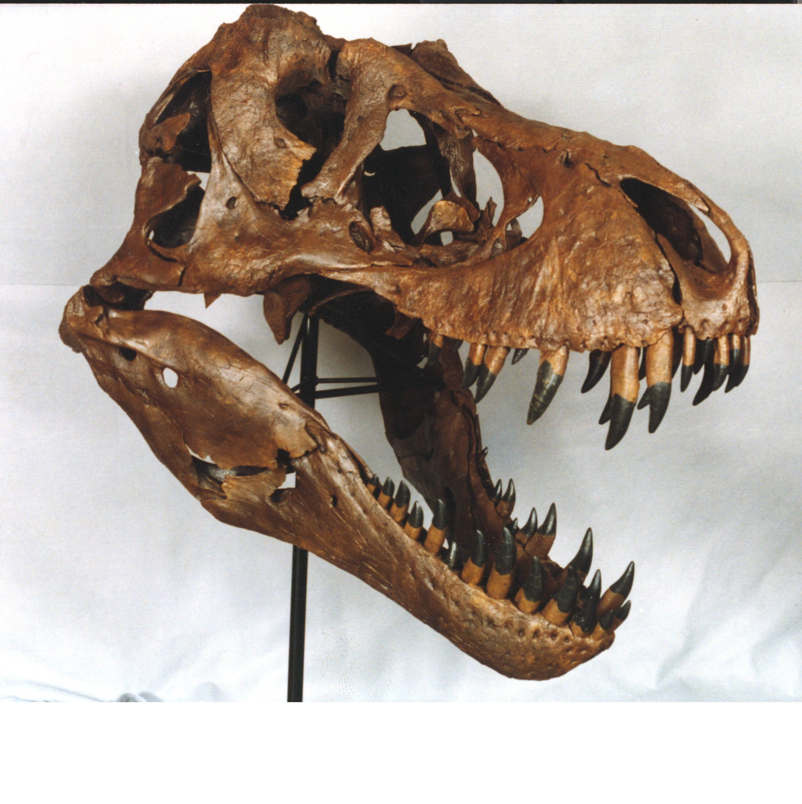 STAN Tyrannosaurus rex® Skull - Display Replica