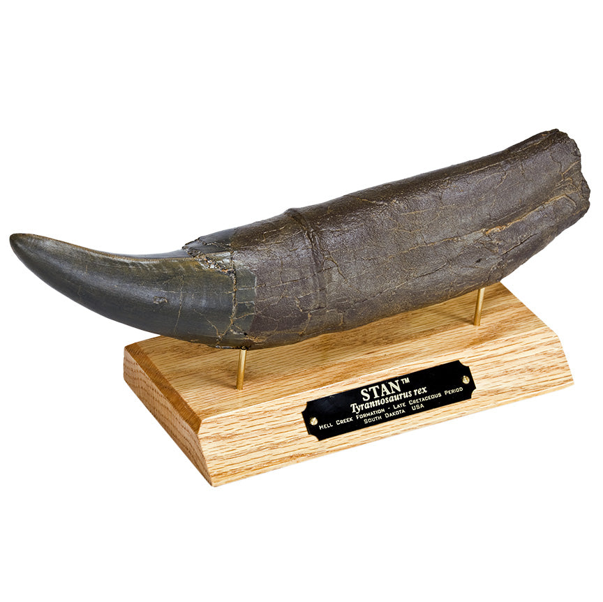 STAN Tyrannosaurus rex® Tooth - 11.5 in (29 cm) - Display Replica on Base