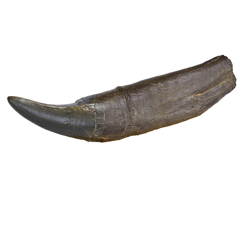 STAN Tyrannosaurus rex® Tooth - 11.5 in (29 cm) - Display Replica Only