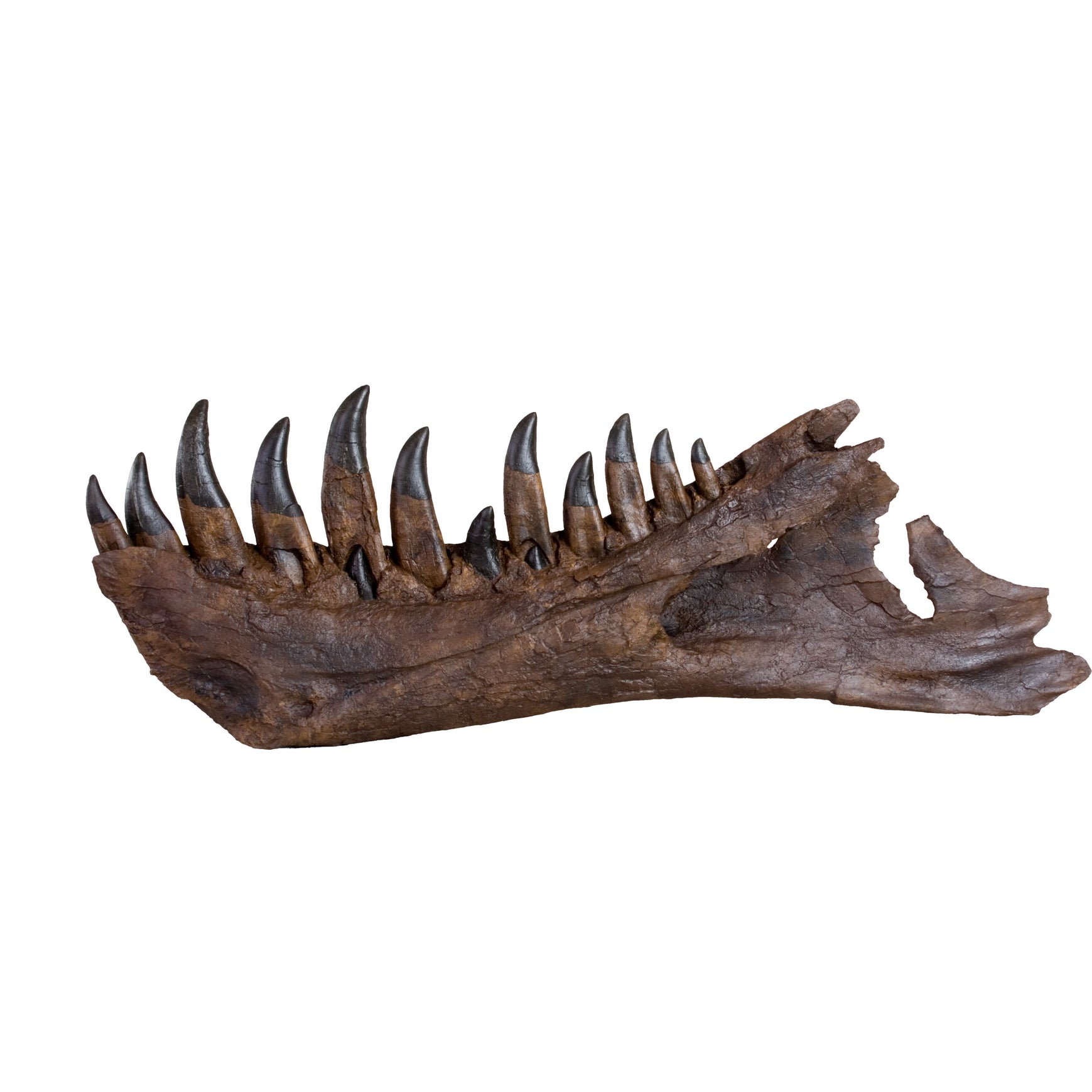 STAN Tyrannosaurus rex®  Right Dentary - Display Replica  on Oak Base