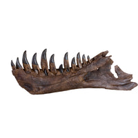 STAN Tyrannosaurus rex®  Right Dentary - Display Replica  on Oak Base