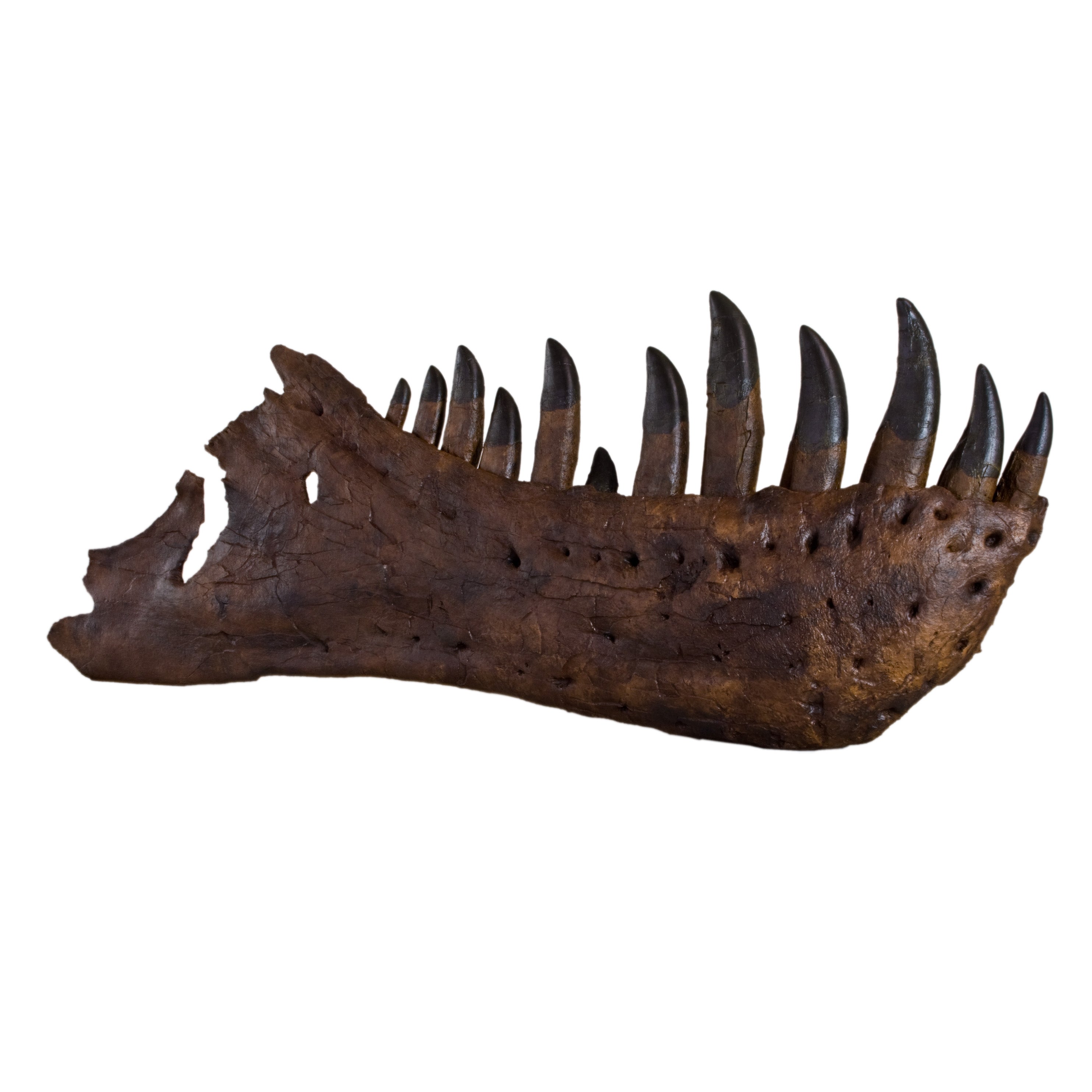 STAN Tyrannosaurus rex®  Right Dentary - Display Replica Only