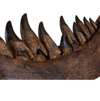 STAN Tyrannosaurus rex®  Right Dentary - Display Replica  on Oak Base
