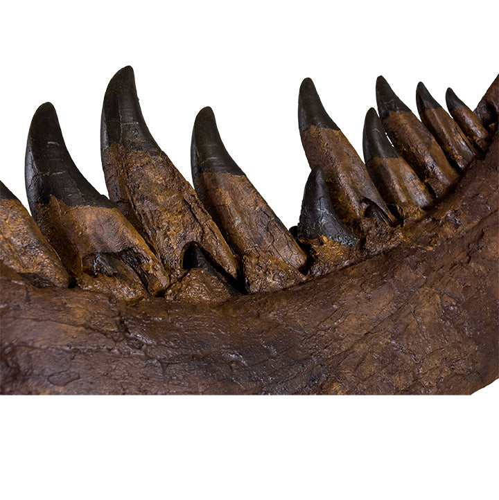 STAN Tyrannosaurus rex®  Right Dentary - Display Replica  on Oak Base