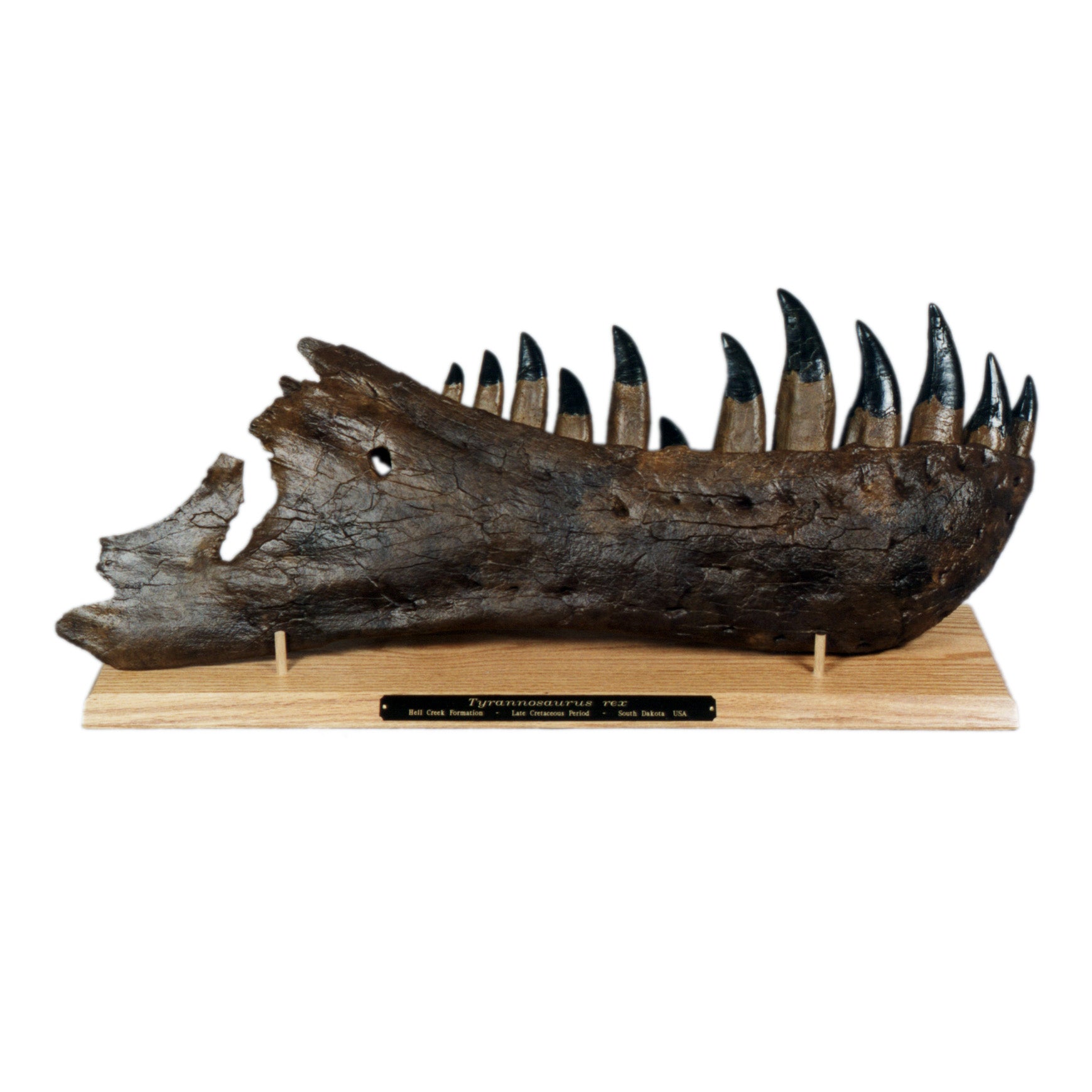 STAN Tyrannosaurus rex®  Right Dentary - Display Replica  on Oak Base
