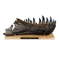 STAN Tyrannosaurus rex®  Right Dentary - Display Replica  on Oak Base