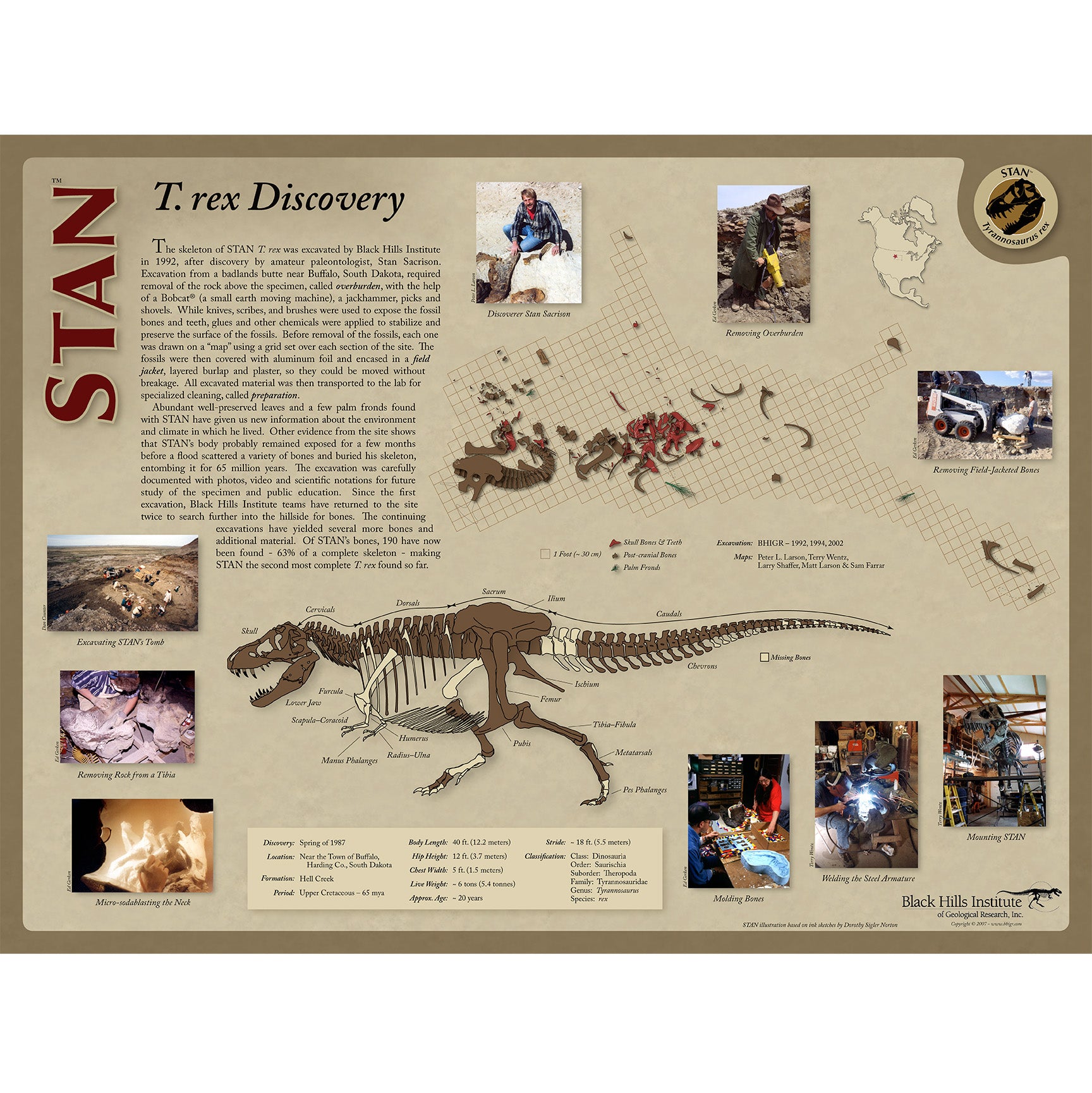 STAN Tyrannosaurus rex®  Skull -Skull Discovery Poster