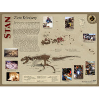 STAN Tyrannosaurus rex®  Skull -Skull Discovery Poster