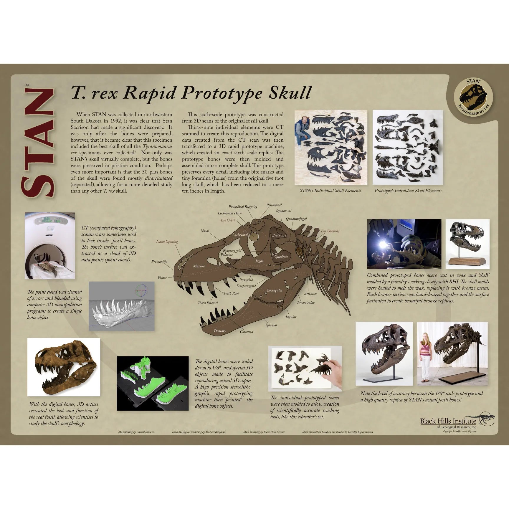 STAN Tyrannosaurus rex® Sixth Scale Skull Rapid Prototype Poster – BHI ...