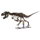 STAN Tyrannosaurus rex® Skeleton - Display Replica