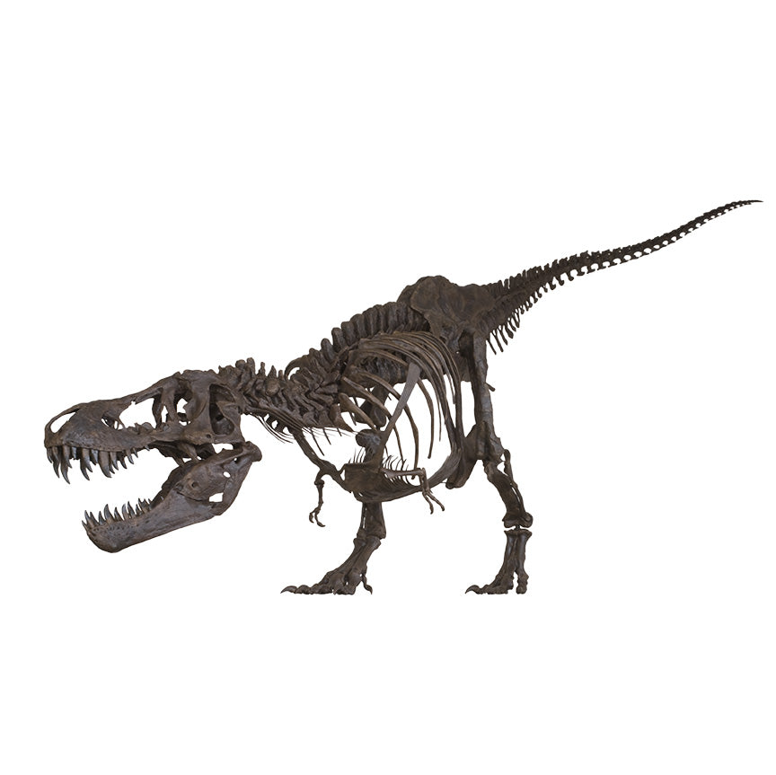 STAN Tyrannosaurus rex® Skeleton - Display Replica