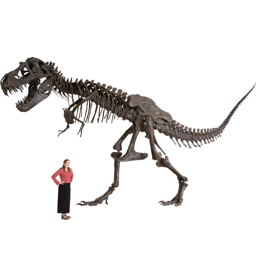 STAN Tyrannosaurus rex® Skeleton - Display Replica