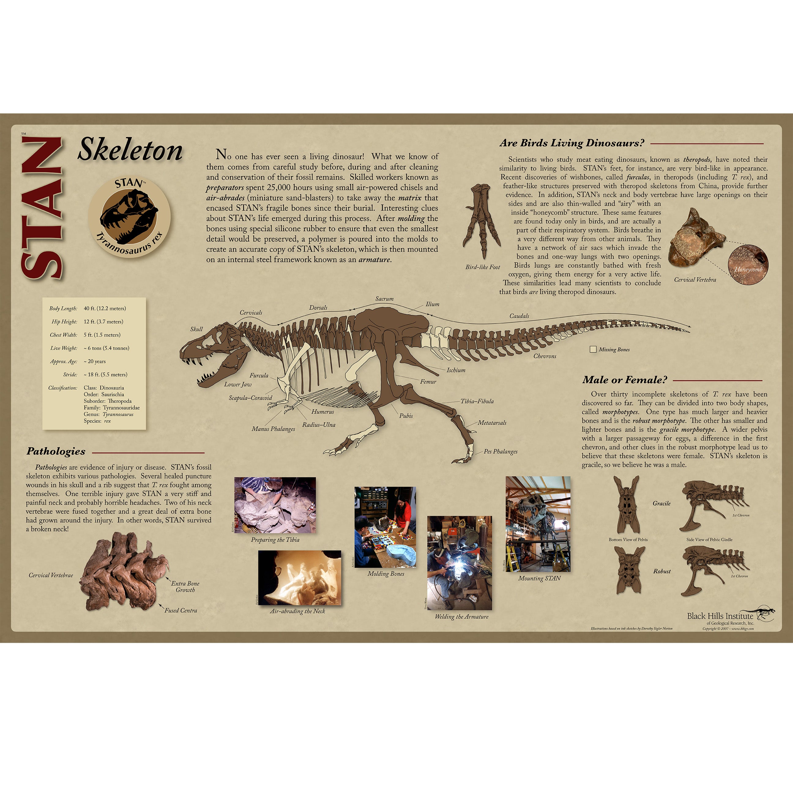 STAN Tyrannosaurus rex®  Skeleton Poster