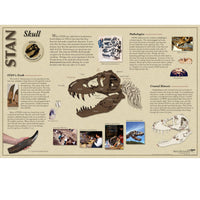 STAN Tyrannosaurus rex®  Skull - Skull Poster