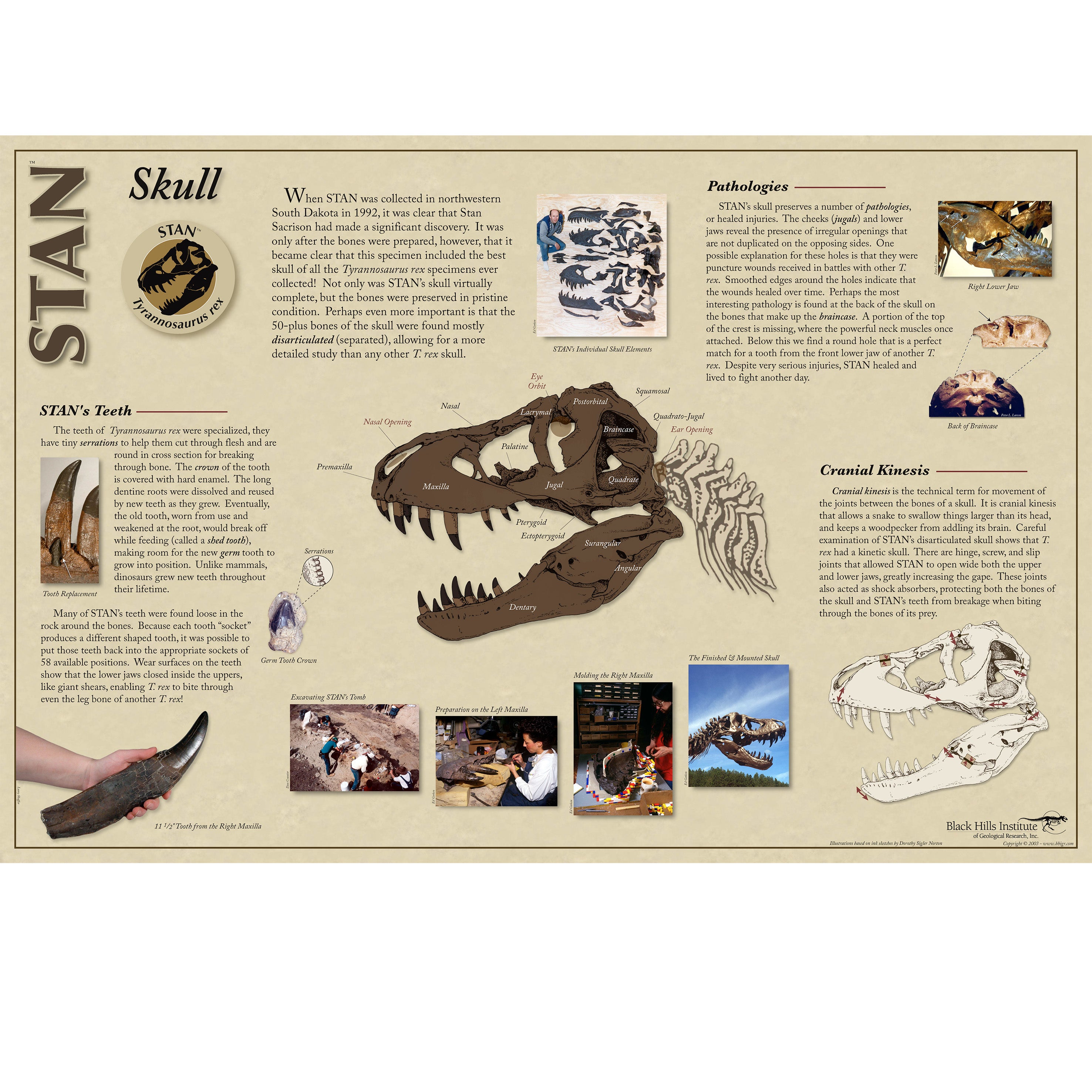 STAN Tyrannosaurus rex®  Skull - Skull Poster