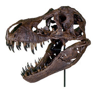 STAN Tyrannosaurus rex® Skull - Display Replica