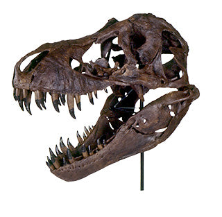 STAN Tyrannosaurus rex® Skull - Display Replica