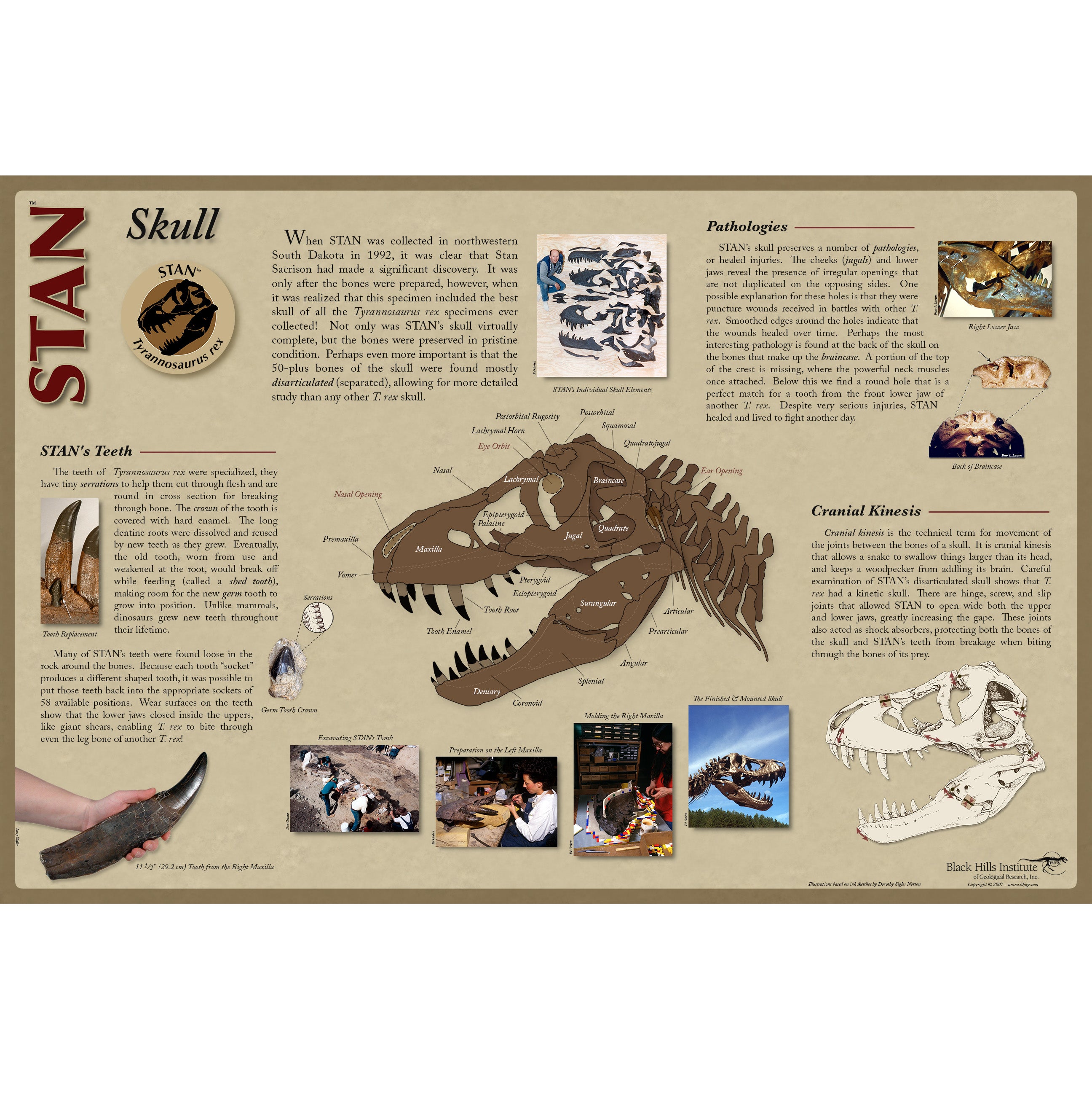 STAN Tyrannosaurus rex® Skeleton - Skull Poster
