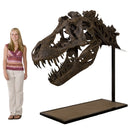 STAN Tyrannosaurus rex® Skull with Neck - Display Replica