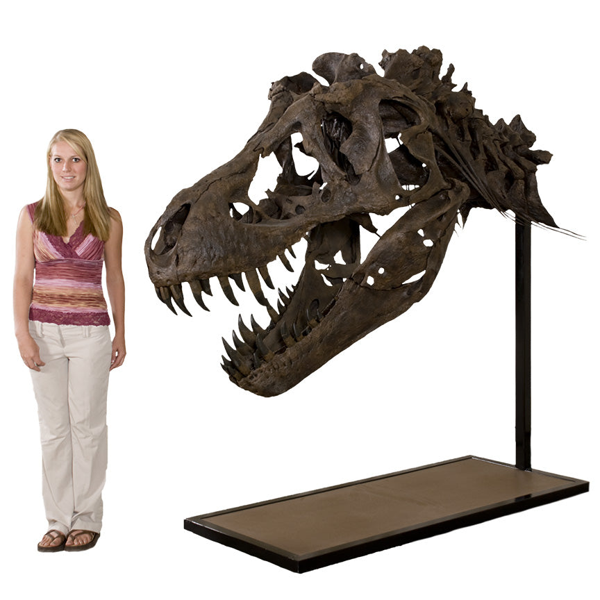 STAN Tyrannosaurus rex® Skull with Neck - Display Replica