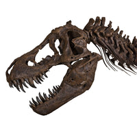 STAN Tyrannosaurus rex® Skull with Neck - Display Replica