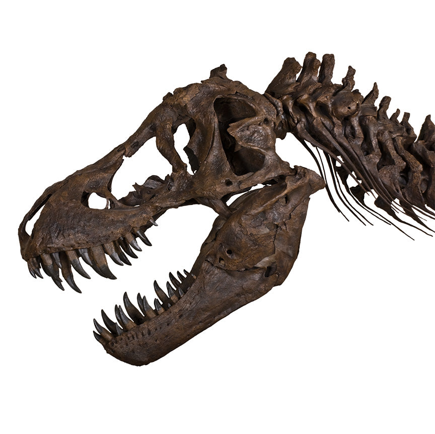 STAN Tyrannosaurus rex® Skull with Neck - Display Replica