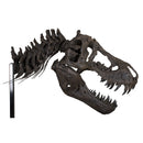STAN Tyrannosaurus rex® Skull with Neck - Display Replica