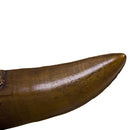 STAN Tyrannosaurus rex® Tooth - 11.5 in (29 cm) Bronze - Display Replica on Base
