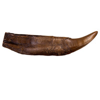 STAN Tyrannosaurus rex® Tooth - 11.5 in (29 cm) Bronze - Display Replica Only