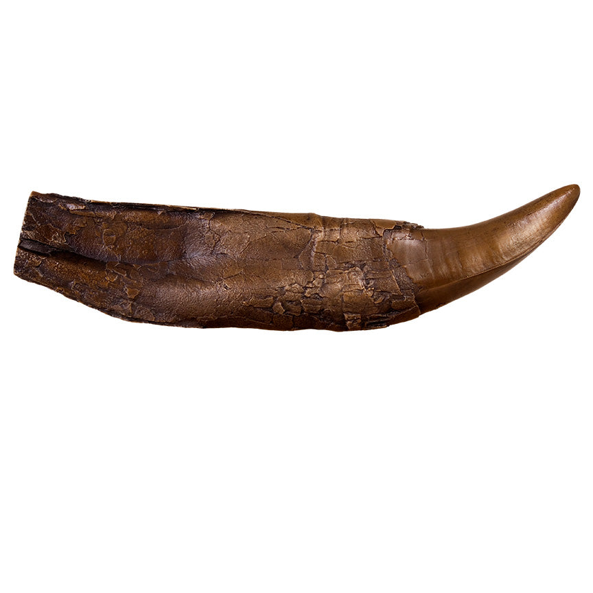 STAN Tyrannosaurus rex® Tooth - 11.5 in (29 cm) Bronze - Display Replica Only