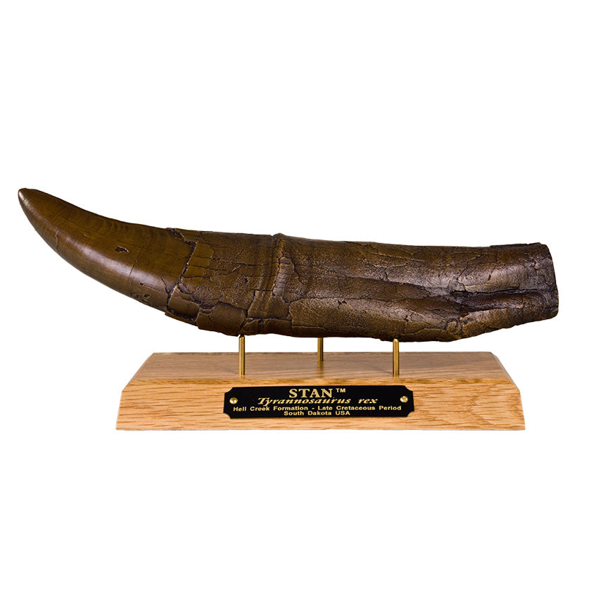 STAN Tyrannosaurus rex® Tooth - 11.5 in (29 cm) Bronze - Display Replica on Base