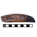STAN Tyrannosaurus rex®  Tooth - 4.5" - Display Replica