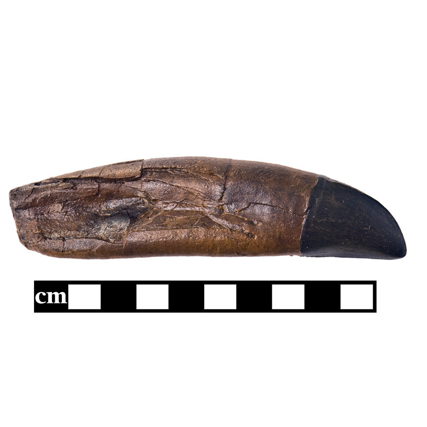 STAN Tyrannosaurus rex®  Tooth - 4.5" - Display Replica
