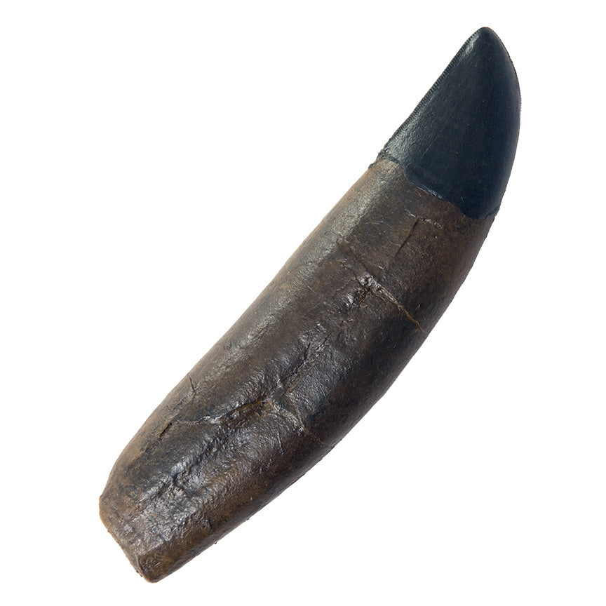 STAN Tyrannosaurus rex®  Tooth - 4.5" - Display Replica