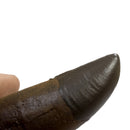STAN Tyrannosaurus rex®  Tooth - 4.5" - Display Replica