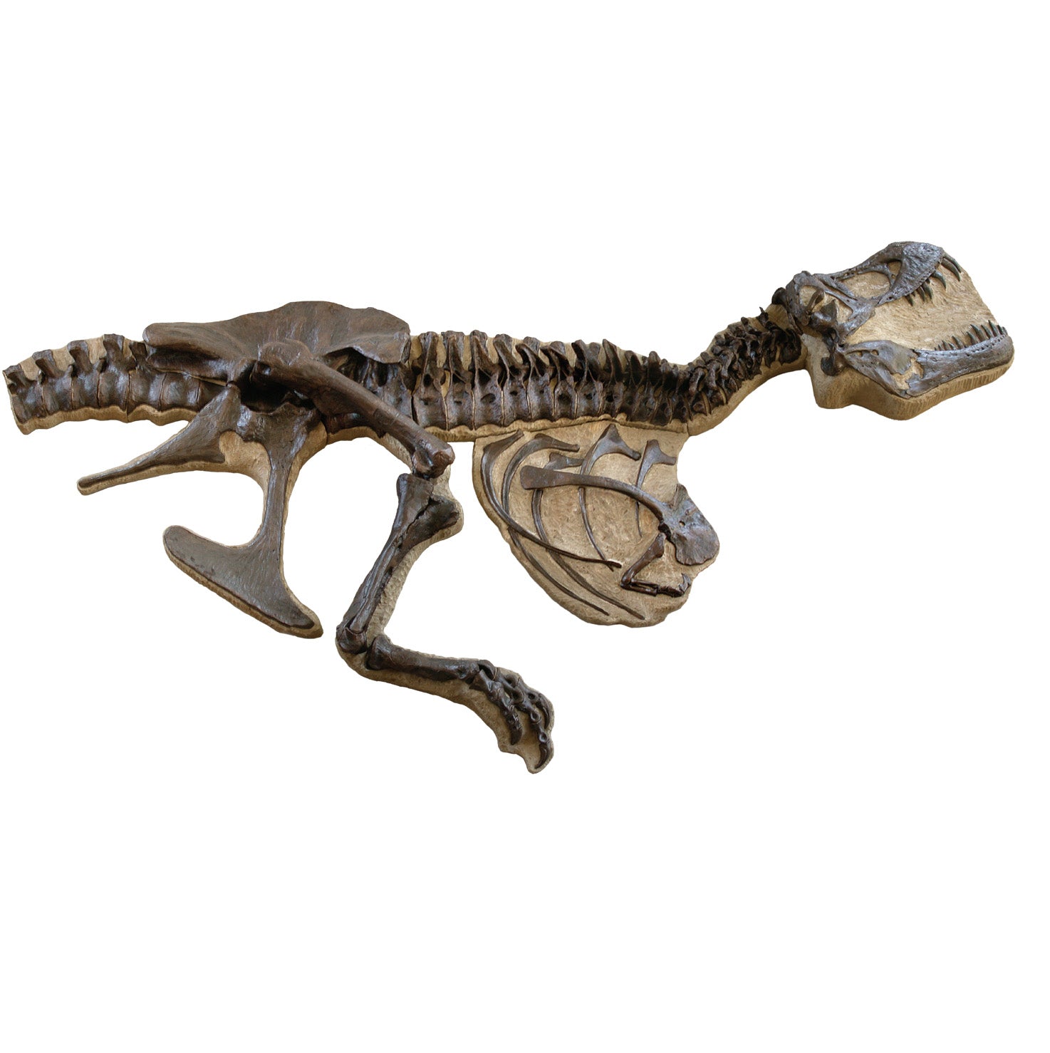 STAN Tyrannosaurus rex® Children's 'Dig' - Display Replica